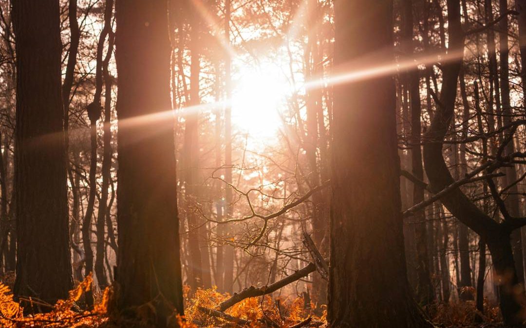 De vijf mooiste natuurgebieden in Groningen: kom tot rust in de provincie