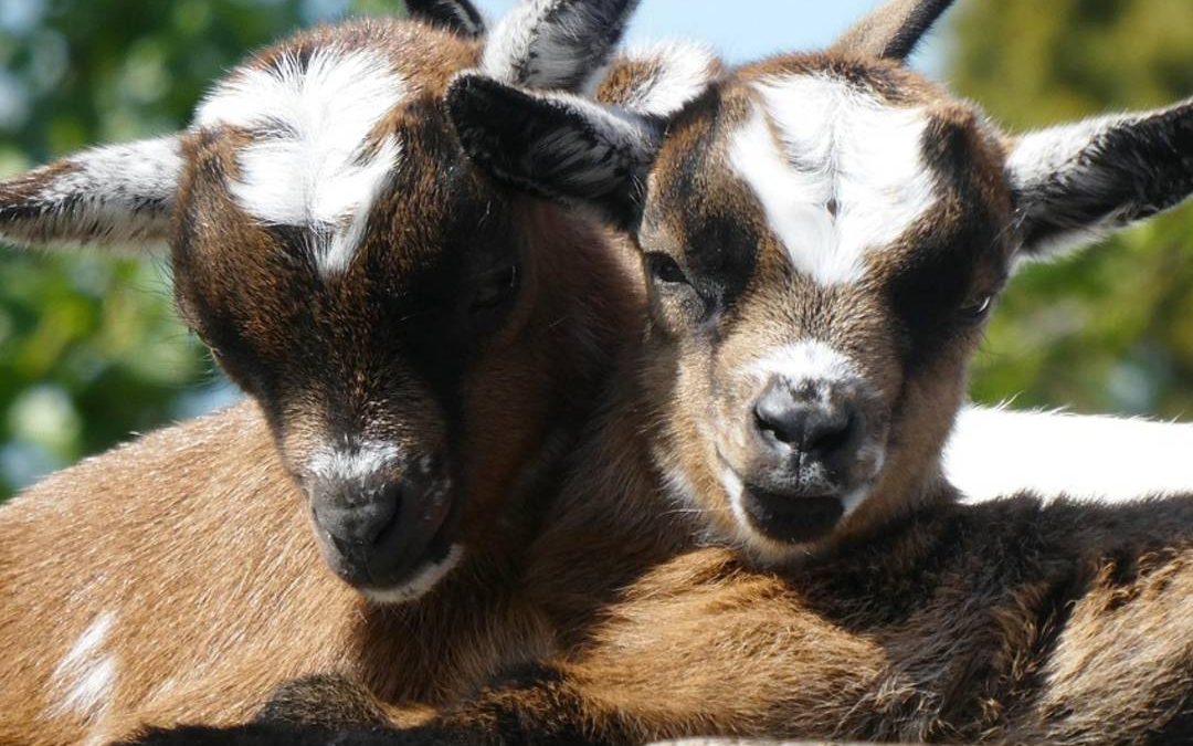 Wat zijn de leukste kinderboerderijen in de provincie Groningen?