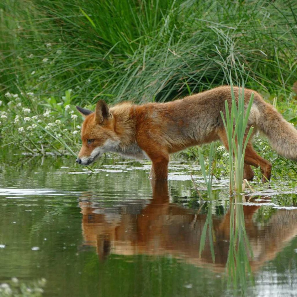 Wild spotten in Groningen