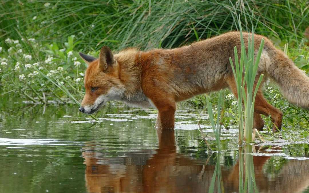 Wild spotten in Groningen; welke dieren kun je tegenkomen?