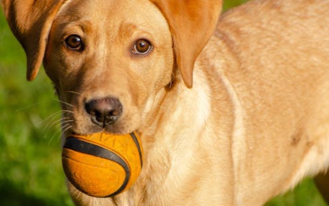 De mooiste losloopgebieden voor honden in Groningen