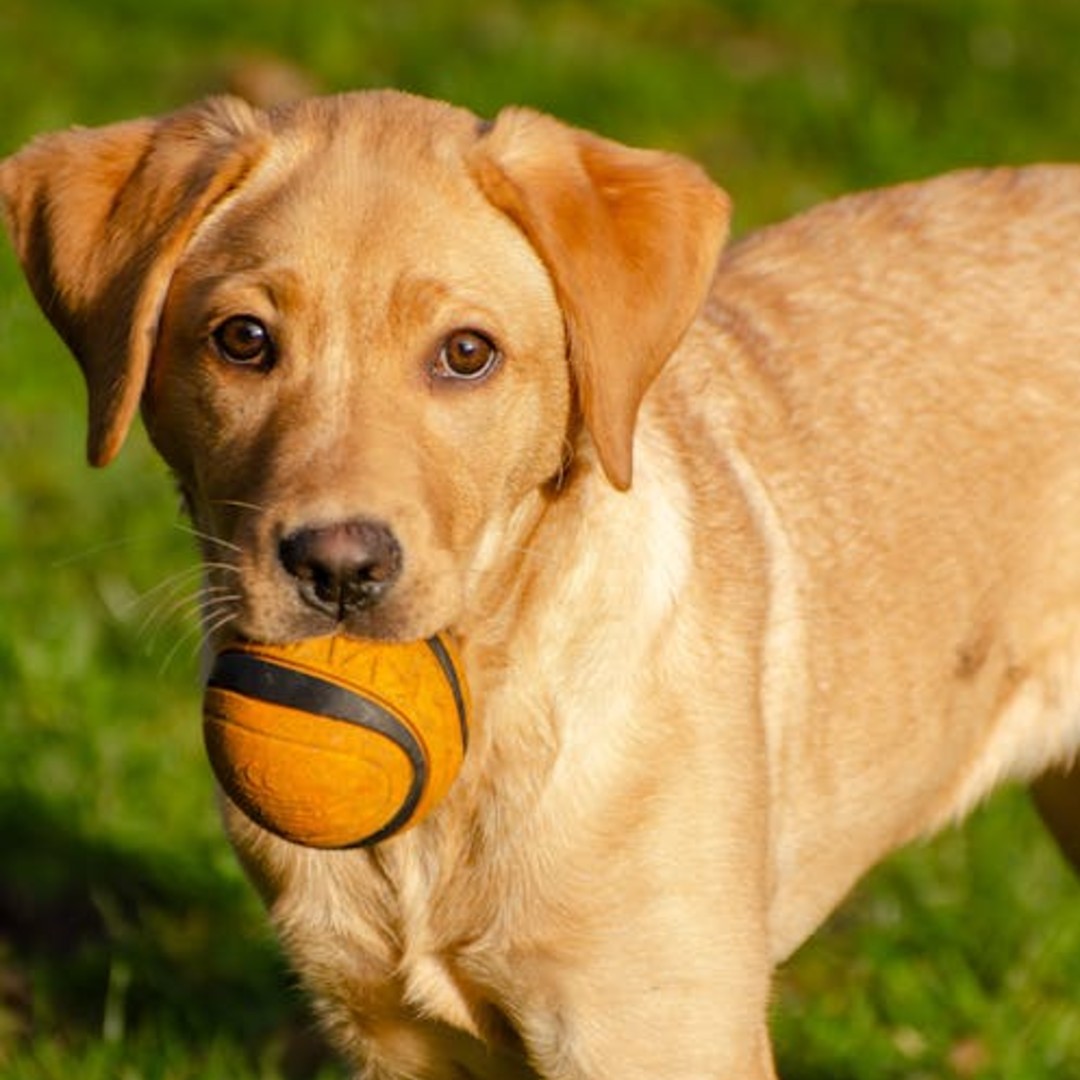 De mooiste losloopgebieden voor honden in Groningen